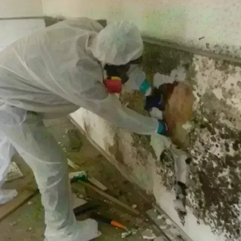 Mold Remediation and Removal in Andover, MA